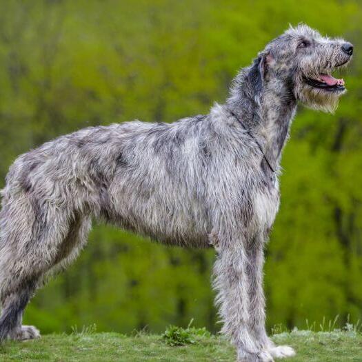 Irish wolfhound 2024 bred for